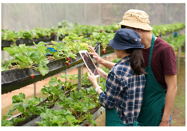 sito web per azienda agricola